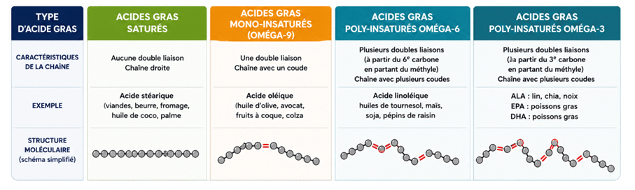 Tableau des différents types d'acides gras.