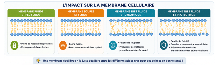 Impact des acides gras sur la membrane cellulaire.