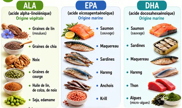 Les origines des différents acides gras en fonction des aliments consommés.